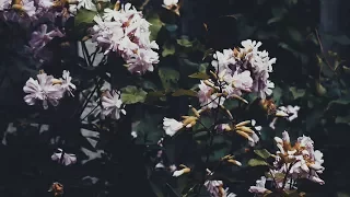 Wild Flowers [Lo-fi Hiphop Mix]