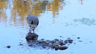 Heron Sharpens Beak