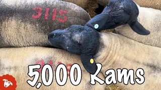 The BIGGEST RAM SALE in Europe!