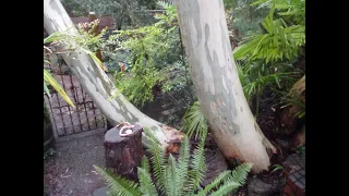 Reducing Big Eucalyptus trees to Stumps