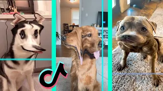 Time Warp Scan tiktok dog compilation (filter tiktok) part 2