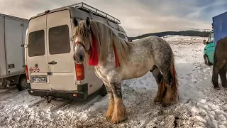 КІННИЙ БАЗАР В 📍 РУМУНІЇ