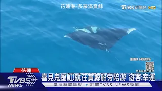 喜見鬼蝠魟! 就在賞鯨船旁陪游 遊客:幸運｜TVBS新聞 @TVBSNEWS01