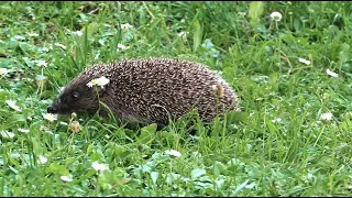 🌺Прикольный молодой ёжик гуляет по участку средь бела дня / Young hedgehog walking in the garden