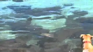 ‪Бесстрашные собаки плавают с акулами.flv