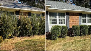 OVERGROWN HEDGES TRIMMED!! [Oddly Satisfying; Team Work]