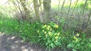 More Cowslips at FORTY HALL