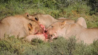 Lions Start Eating A Warthog While it is ALIVE!!