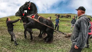 З'ЇЗД ФІРМАНІВ В ГОСТОВІ/ Коні Ваговози/ horses in Ukraine