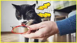 Diese 7 Fehler VERKÜRZEN das Leben deiner Katze ⛔️