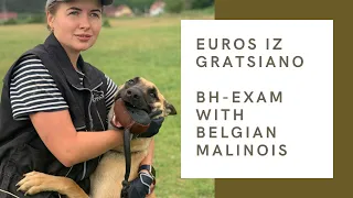 BH-VT exam with belgian malinois. Euros iz Gratsiano