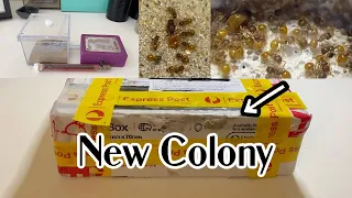 Ant Unboxing & Set up || Anna's Antics