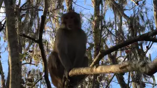 Gators & Monkeys on Christmas Day 2015 kayaking at Silver Springs State Park, Ocala Florida