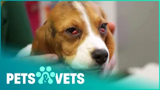 Abused And Sick Dogs Saved By Amazing Vets | The Dog Rescuers Compilation