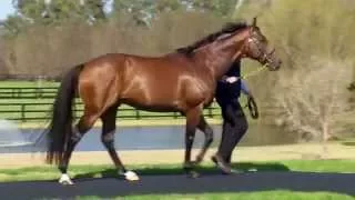 All Too Hard at the 2015 Vinery Stallion Parade