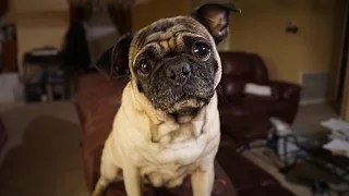Cutest Pug Howls at the Moon!