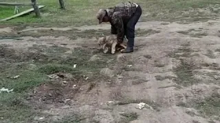 В якутском селе поймали волчонка