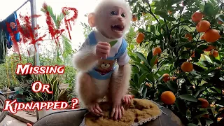 Horrifying truth, the smart baby monkey missing or kidnapped ?