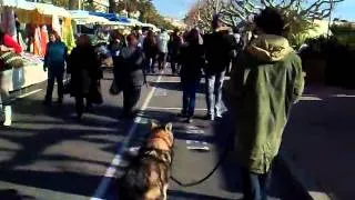 le marché avec un chien-loup de Saarloos