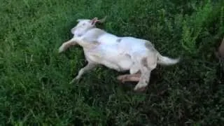 FAINTING GOAT?  HE GONE!