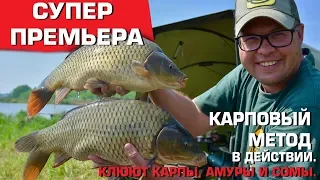 Карповый МЕТОД в действии. Клюют карпы ,амуры и сомы.