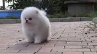 Белый померанский шпиц. Puppy white Pomeranian. www.elitdog.com