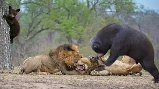 Faille Leon De Los Andes | Maman Grizzly Bear sauve son bébé de la chasse au couguar ─ Lion contre