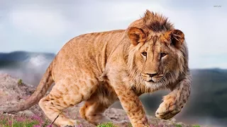 National Geographic Documentary - The VUMBI Pride "Lion Gangland" - Wildlife Animal