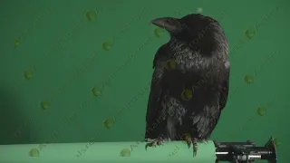 Raven looking around green screen video 04. Real Green Screen Animals shot on Red Digital Cinema 5K