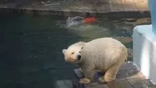 Сенсация! Белый медвежонок в Новосибирском зоопарке.