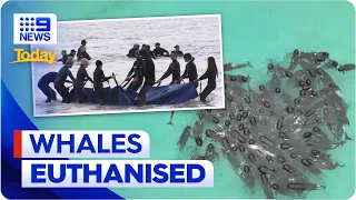 Up to 40 stranded pilot whales euthanised on WA beach | 9 News Australia