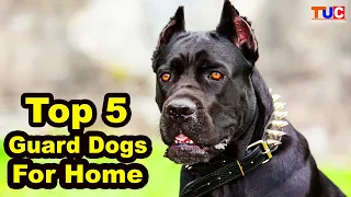 Top 5 Guard Dog Breeds For Home : Guard Dogs : TUC