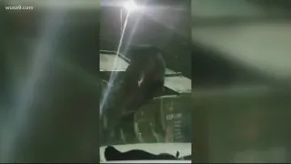 Massive bear caught dumpster diving for snacks at gas station