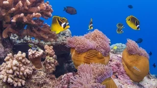 Christmas Island underwater
