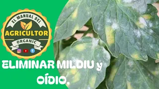 Elimina el MILDIU y el OÍDIO de tus TOMATES de forma ECOLÓGICA.