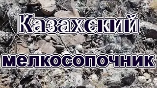 Казахский мелкосопочник. Видео зарисовка.