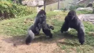 Gorilla Kampf im Zoo