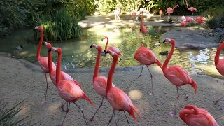 Flamingos run to and fro