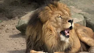 lion cubs meet father for the first time