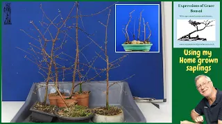 Creating a Dawn Redwood Bonsai Forest from my Rooted Cuttings