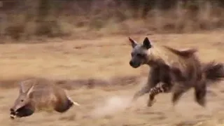 Die 15 töglichsten Angriffe & Jagden von Hyänen!!
