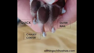 How to Cut Your Chihuahua's Nails