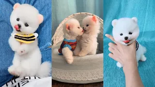 Funny and Cute Pomeranian Videos, Videos de TikTok Part 2