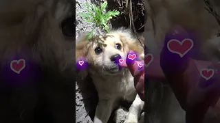 Puppy was abandoned because the owner didn't want him anymore - Full video: www.HopeForPaws.org