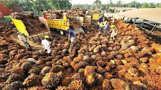 Tons of Oil Palm Fruit Harvesting by Machine - Palm Oil Processing in Factory - Palm Oil Production