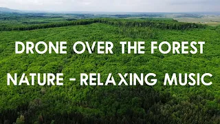 15 minutes of Peaceful Nature Sounds - Drone View over The Forest in the Country Side