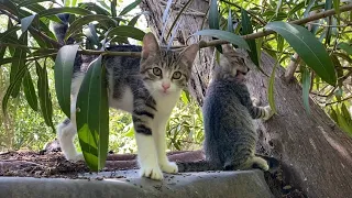 Incredibly beautiful Kittens and Cats living on the street. I gave them food. 😍