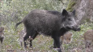 07 Brame 2023 Une rencontre d'une harde de sanglier en Forêt domaniale d'Orléans