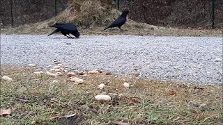 Langsames Anfreunden mit Rabenkrähen