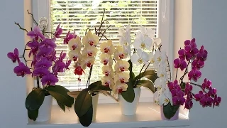 ГЛАВНЫЙ  ВРАГ ОРХИДЕИ. ПОЧЕМУ ПОГИБАЮТ ОРХИДЕИ #ПЛЕСЕНЬ_НА_ОРХИДЕЕ #ОРХИДЕИ #orchids #oldenburgru#55
